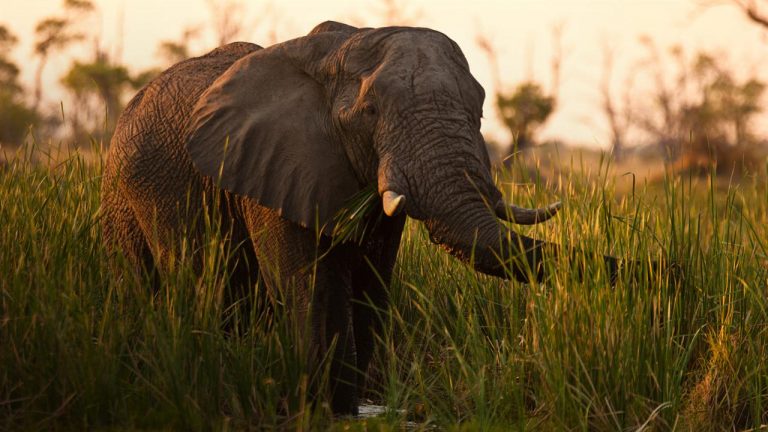 Comissão Europeia proíbe exportação de presas antigas de marfim em bruto