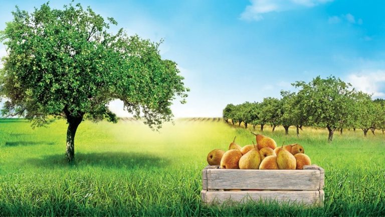 Ainda te podes candidatar à Academia do Centro de Frutologia Compal