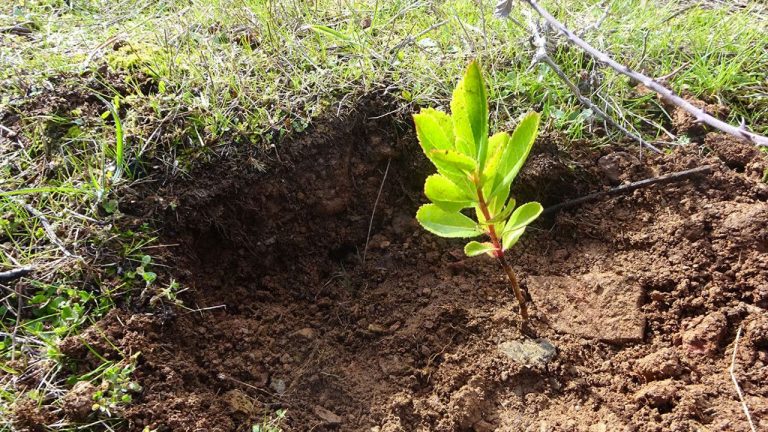 Projeto “1 Toyota, 1 árvore” contribui com mais 8 mil árvores para a Serra da Estrela