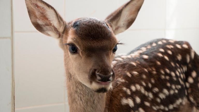 Boom Festival apoia recuperação de animais selvagens