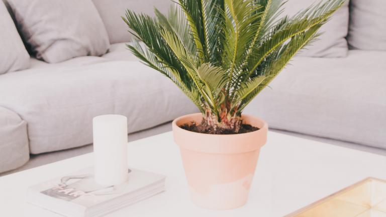 Sabes como manter as plantas saudáveis enquanto estás de férias?