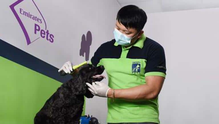 Emirates Pets: O novo serviço para o transporte aéreo de animais domésticos