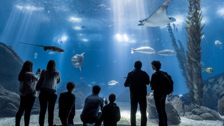 Oceanário de Lisboa é o melhor aquário do mundo para o TripAdvisor
