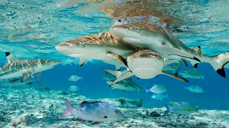 Oceanário de Lisboa tem exposição dedicada à extinção dos tubarões