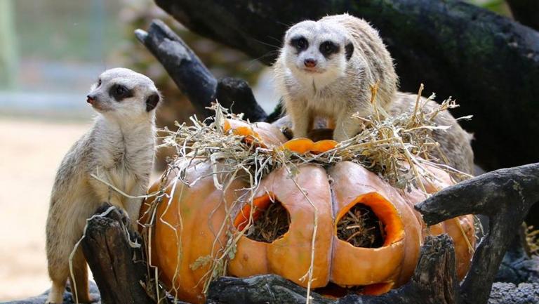 Jardim Zoológico vai ter um Halloween pensado para toda a família