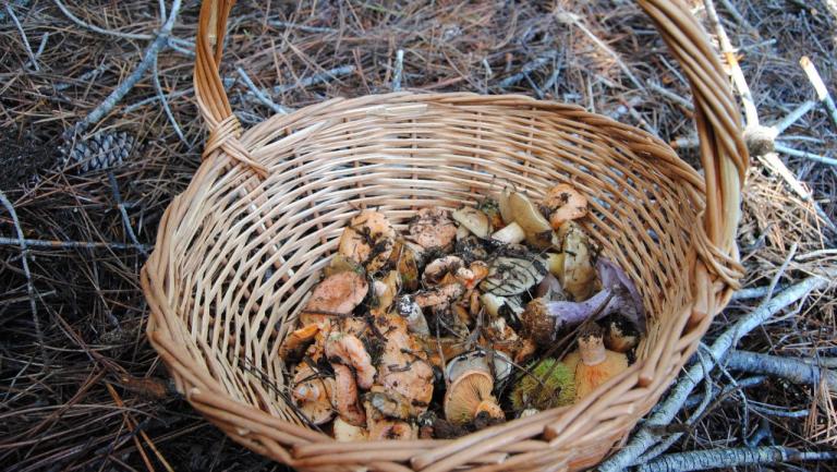 Está a chegar a 10ª edição do Festival do Cogumelo do Fundão