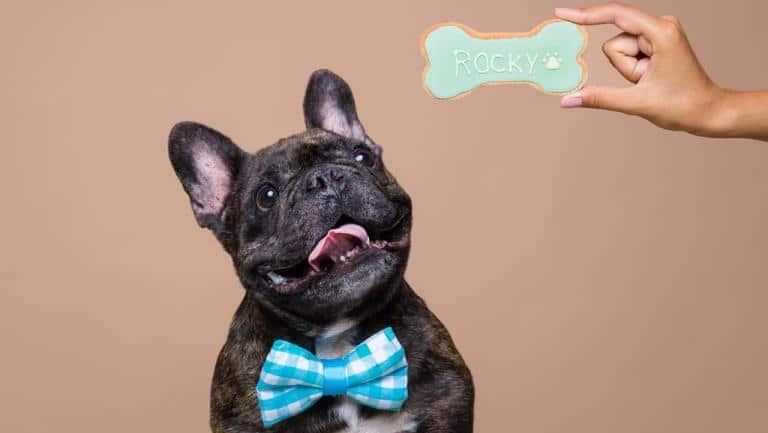 Rossi Pets Bakery: Leva o teu animal de estimação à pastelaria