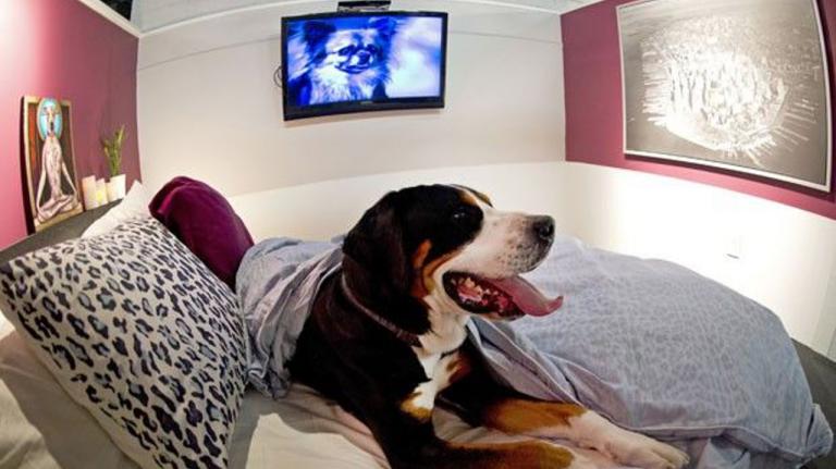 “Hotel para animais” e “Certificação Energética” foram os serviços mais procurados em 2018