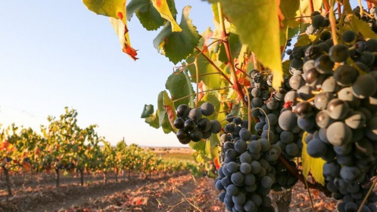 Turismo do Alentejo e Ribatejo investe 350 mil euros para a dinamização do Enoturismo