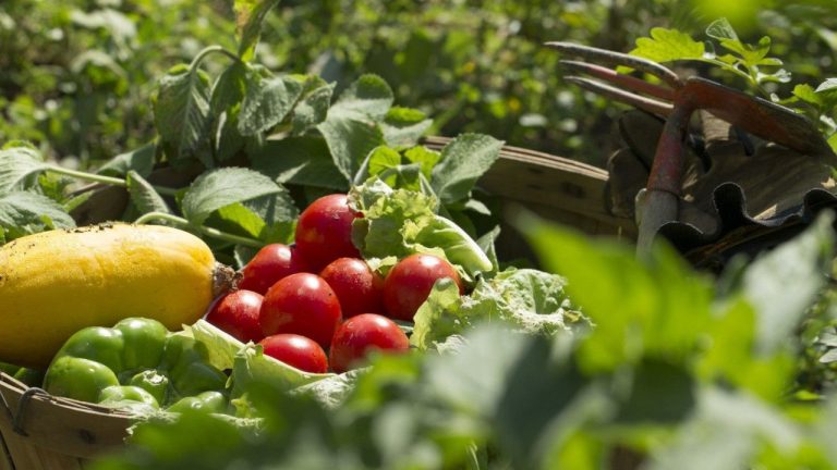 Vai ser construída uma horta que visa alimentar o cérebro de forma saudável