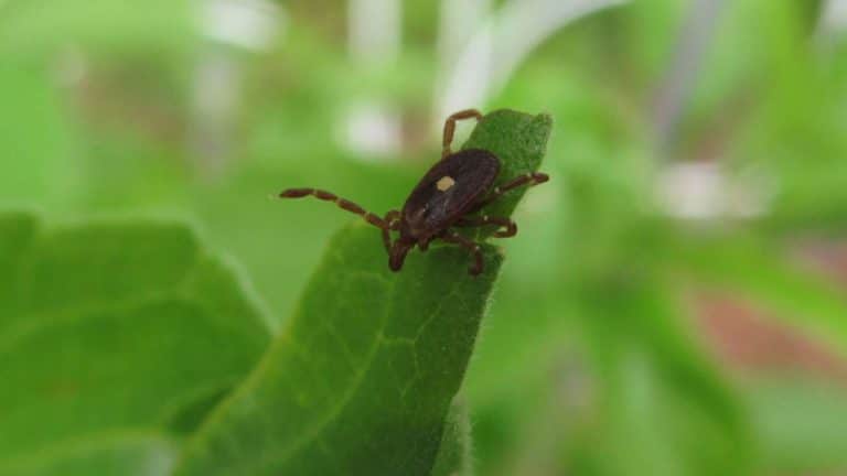 Comer insetos. Será esta a alimentação do futuro?