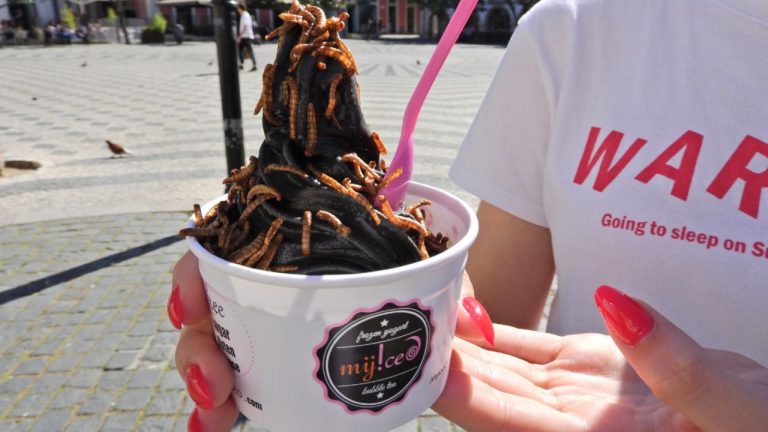A MyIced já tem insetos verdadeiros para comer