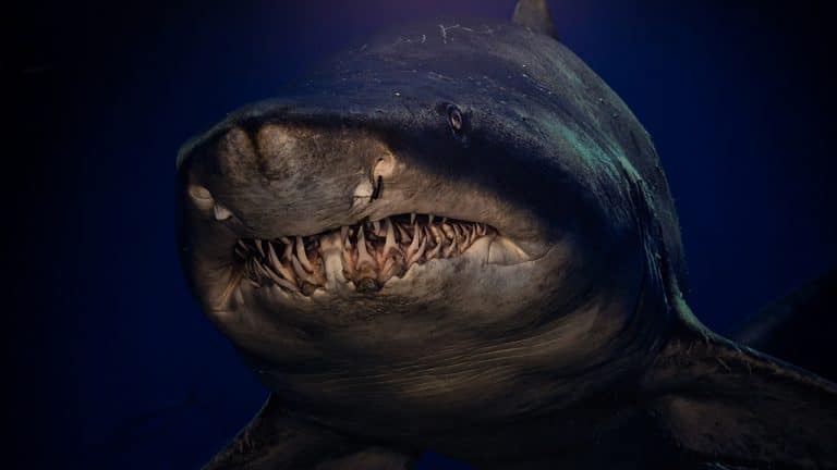 Chegou ao Porto uma exposição que alerta para o perigo de extinção dos tubarões