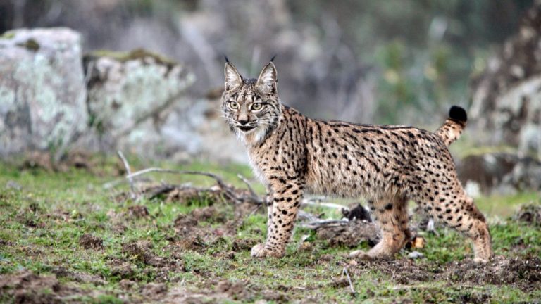 WWF e Grupo Jerónimo Martins vão proteger espécies em via de extinção
