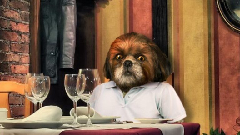 O Filme do Bruno Aleixo é exibido este mês na TV Cine