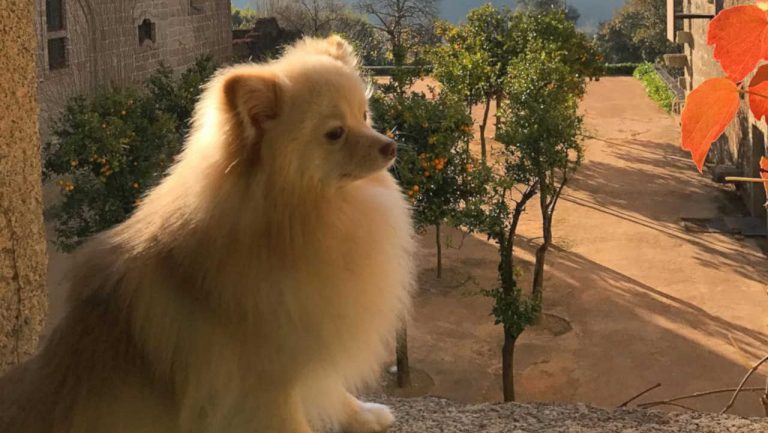 No Dia Mundial do Animal leva o teu amigo canídeo a uma Pousada de Portugal