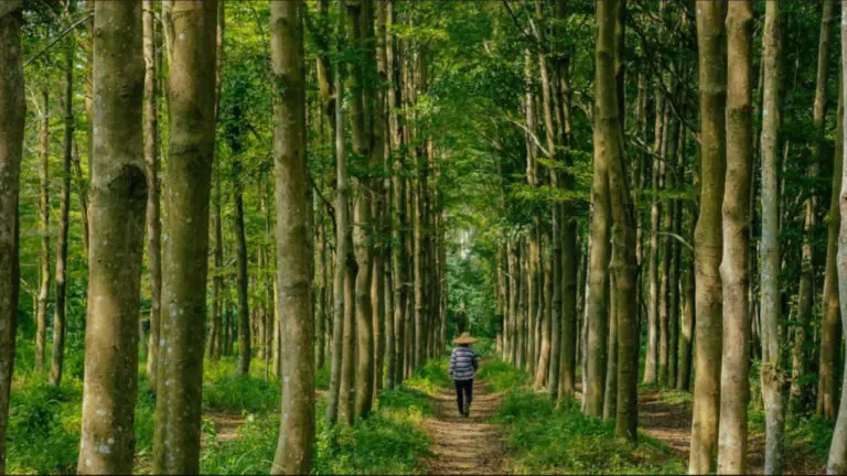 O nosso planeta perde todos os anos 13 milhões de hectares de floresta