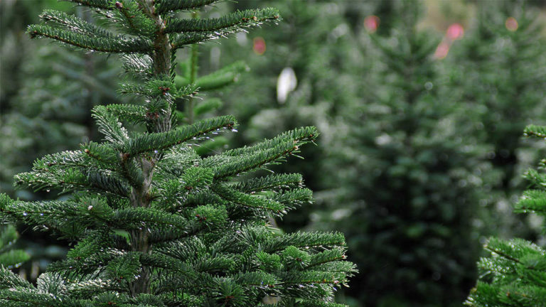 Já podemos alugar pinheiros de Natal e ajudar os bombeiros