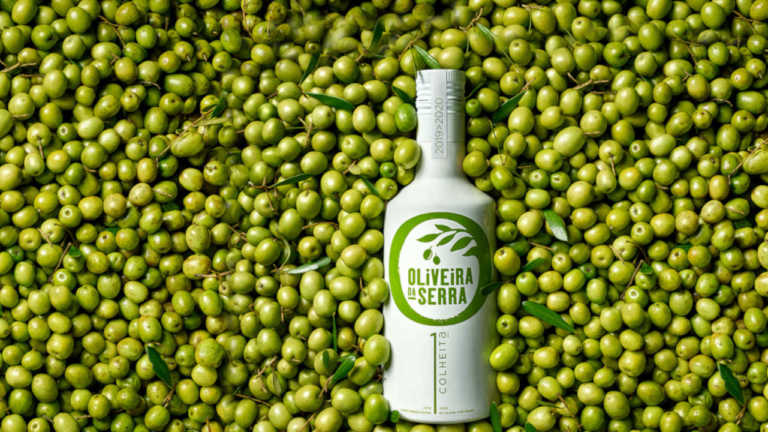 Oliveira da Serra tem novo azeite verde e fresco