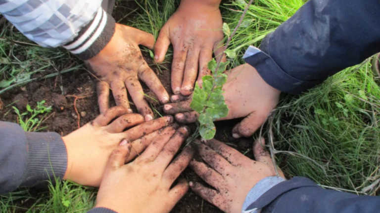Torres Novas vai ter mais 500 árvores em 2020