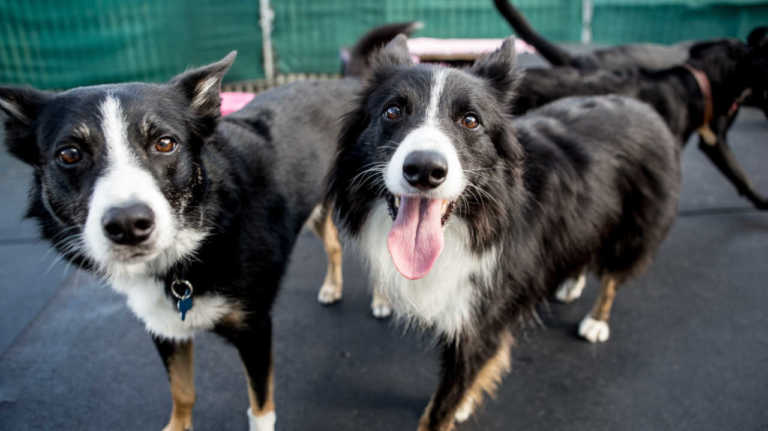 Portugueses procuram cada vez mais hotéis para cães