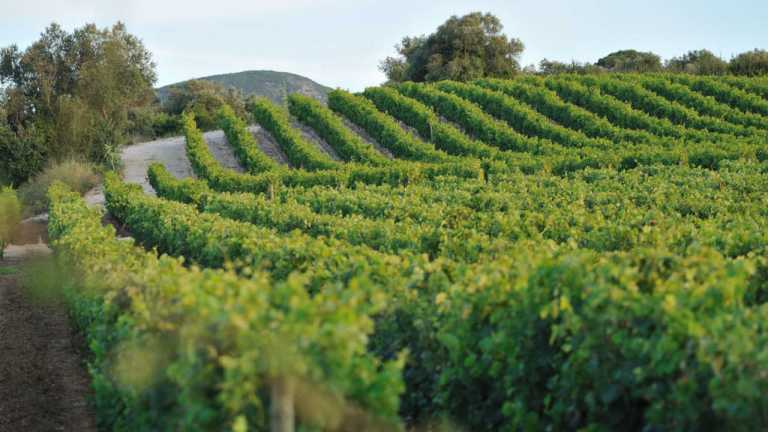 Vinhos de Setúbal registaram crescimento de 14% no volume de certificação no ano passado