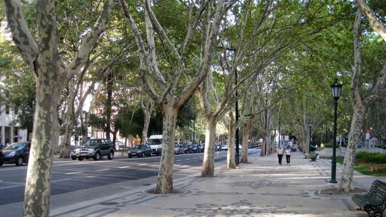 Avenida da Liberdade volta a ganhar vida a 18 de maio
