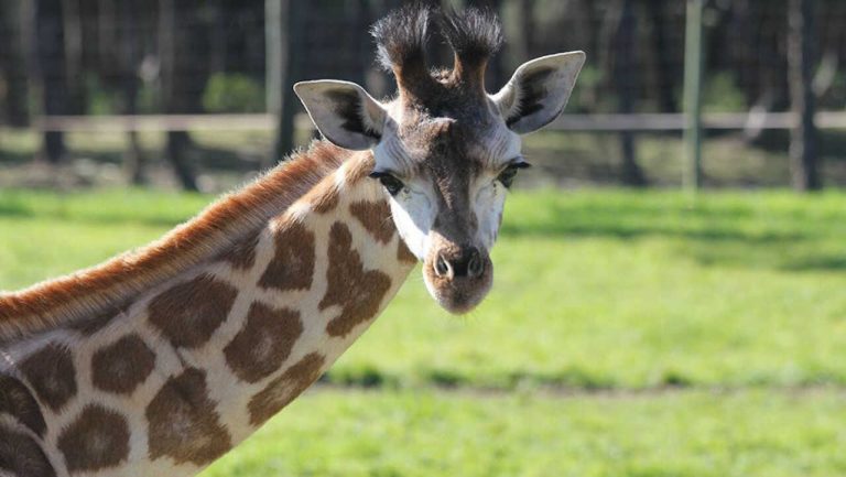 Badoca Safari Park reabre portas no Dia Mundial da Criança