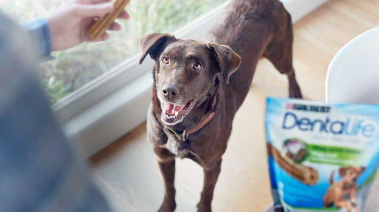 MyNestlé está a reembolsar quem compre snacks DentaLife para cães e gatos