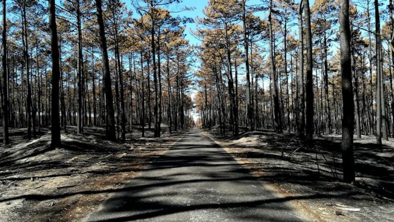 Millennium bcp vai doar 1€ por cada cliente que aderir ao extrato digital para ajudar na reflorestação do Pinhal de Leiria