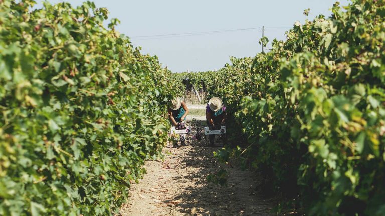 Uvas de mesa Dona Uva chegam esta semana aos portugueses