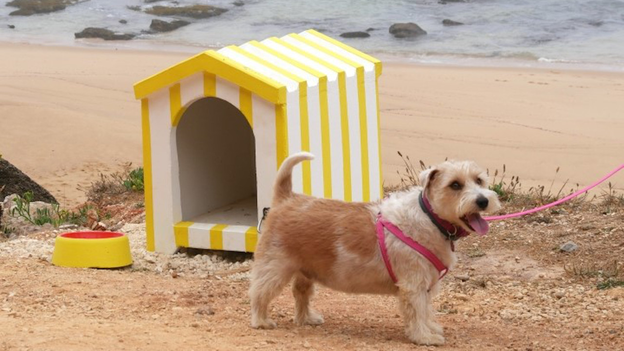 praia para cães