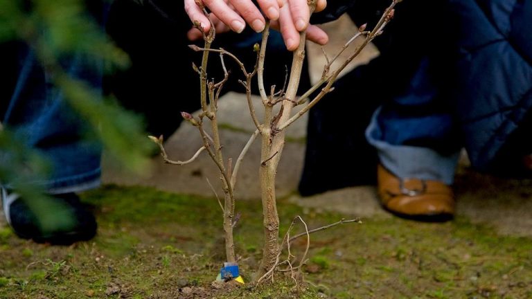 Grupo Accor já plantou mais de 20 mil árvores no Alentejo e no Algarve