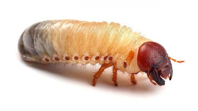 Larva de besouro foi autorizada para consumo na Europa