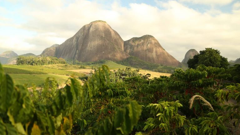 Nestlé quer todos os seus cafés provenientes de cultivo sustentável até 2025