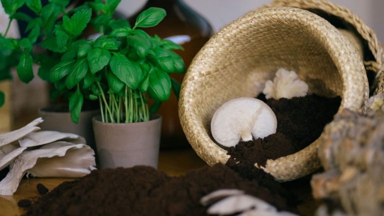 Nãm Urban Farm é a primeira quinta urbana de economia circular em Lisboa