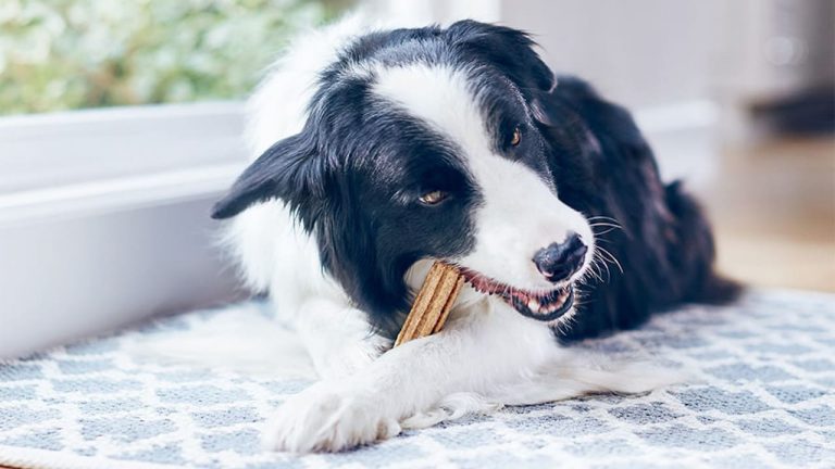 MyNestle tem amostras grátis de snacks dentários Purina Dentalife para cães e gatos