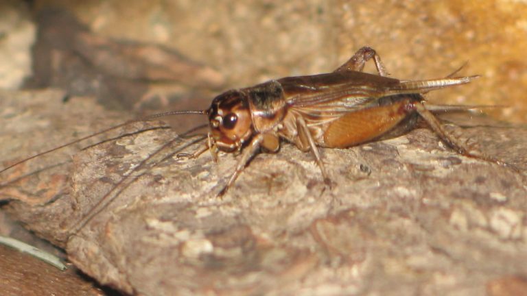 insetos Portugal