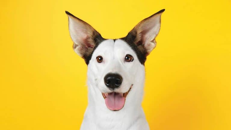 Centro Comercial Alegro Setúbal já é dog friendly