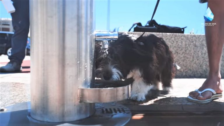 Os novos bebedouros de Gaia contam com torneiras para os animais