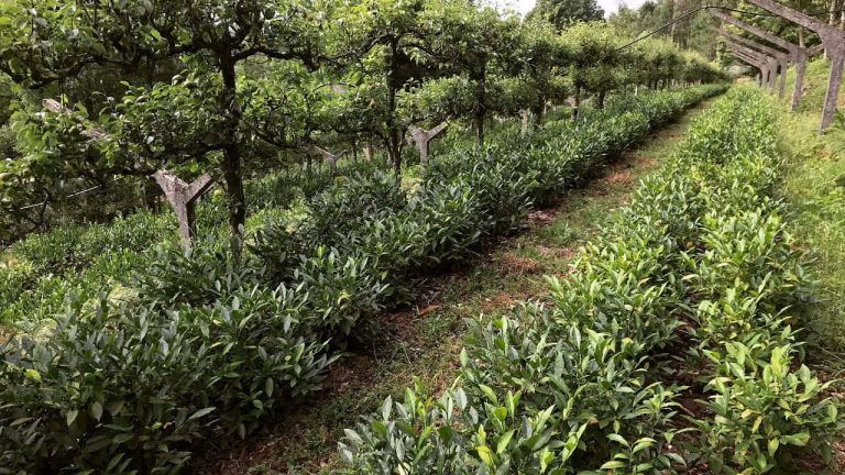Chá Camélia. A única plantação de chá biológico na Europa Continental encontra-se em Portugal
