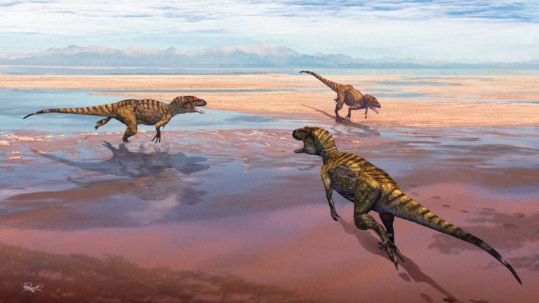 Há novos dados sobre pegadas de dinossauros carnívoros do Jurássico no Cabo Mondego
