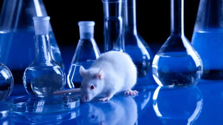 Tecnologia portuguesa minimiza o sofrimento dos animais envolvidos em experiências científicas