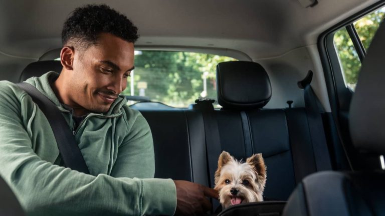 Uber Pet. Novo serviço permite que os utilizadores viajem na companhia dos seus animais de estimação