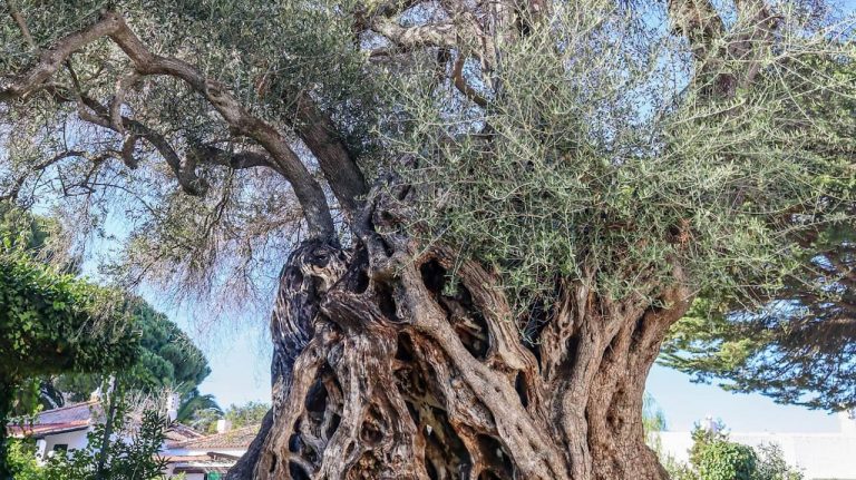Oliveira Real com mais de 2200 anos, em Tavira, candidata a Árvore Europeia do ano