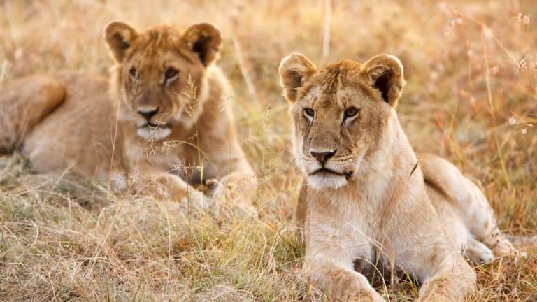 Animais selvagens dos circos foram devolvidos à Natureza