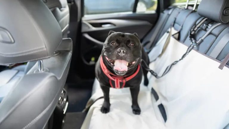 Depois da Uber, Bolt cria tarifa para viajar com animais de estimação