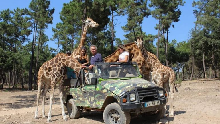 Badoca Safari Park tem nova atração que vai agradar a miúdos e graúdos