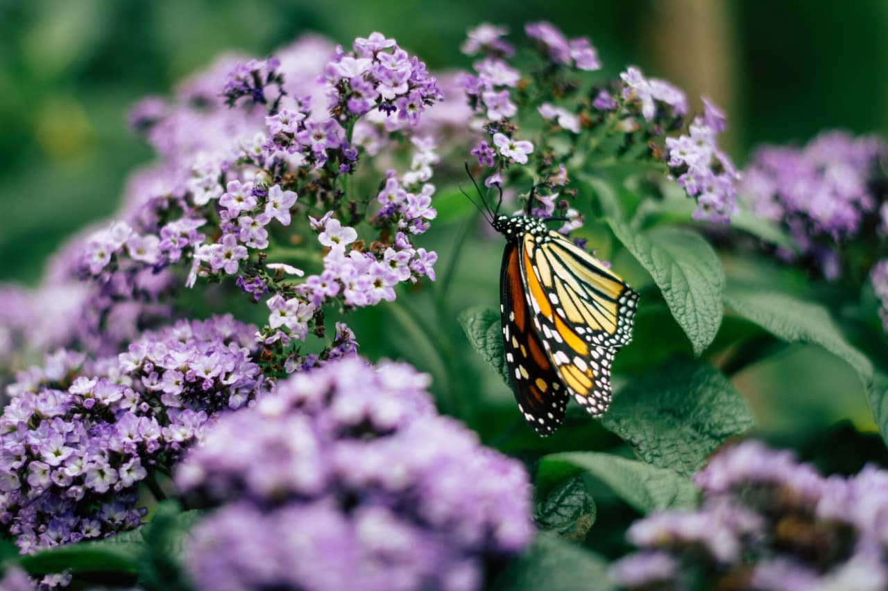 Como tirar belas fotografias da natureza