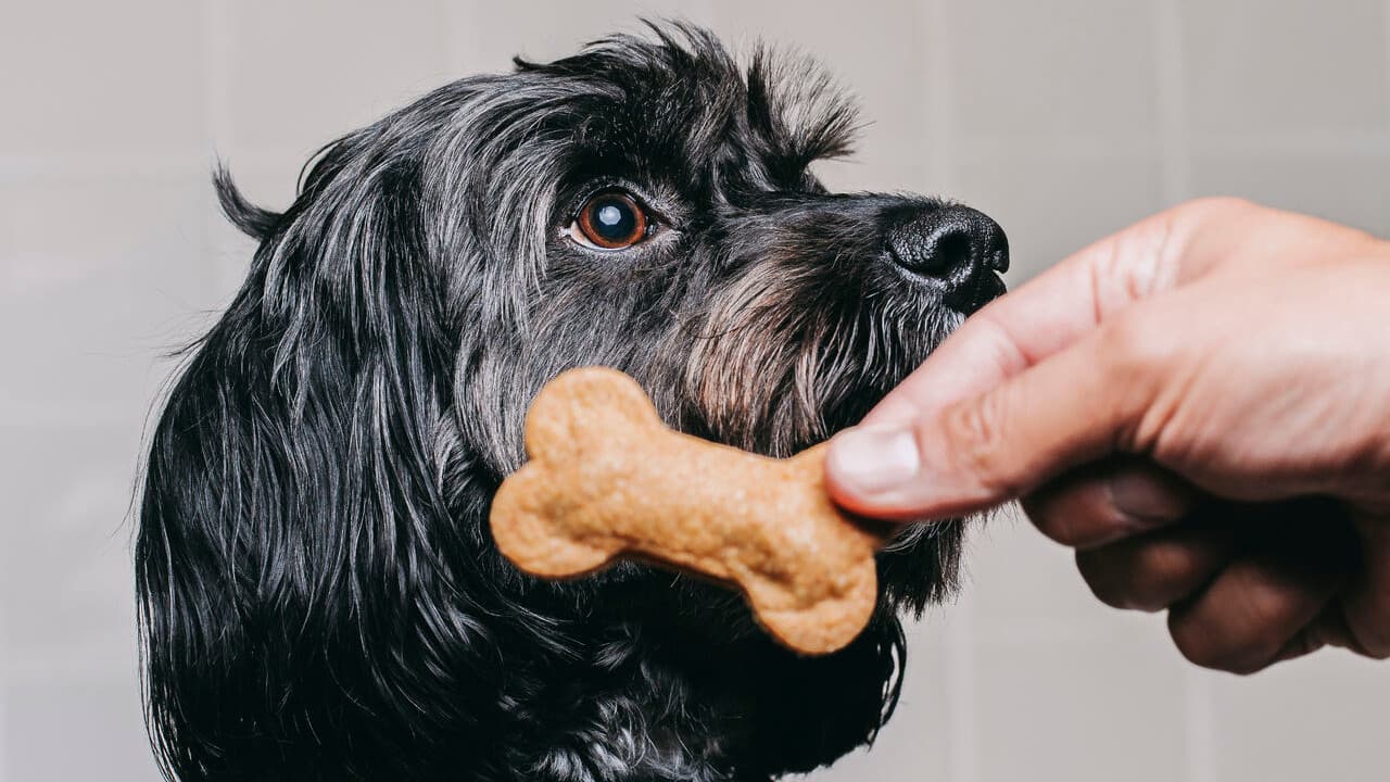 biscoitos cães A Padaria Portuguesa